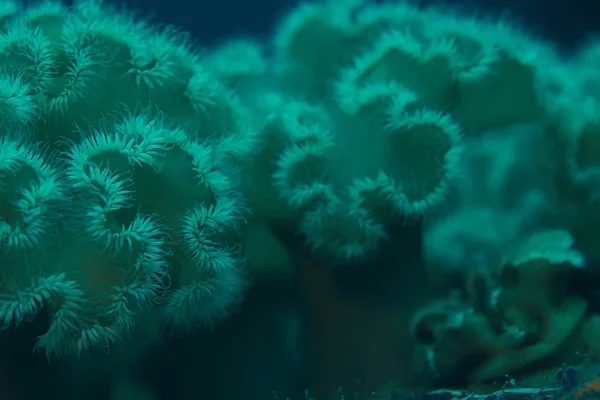 Schöne Seeanemonen — Stockfoto