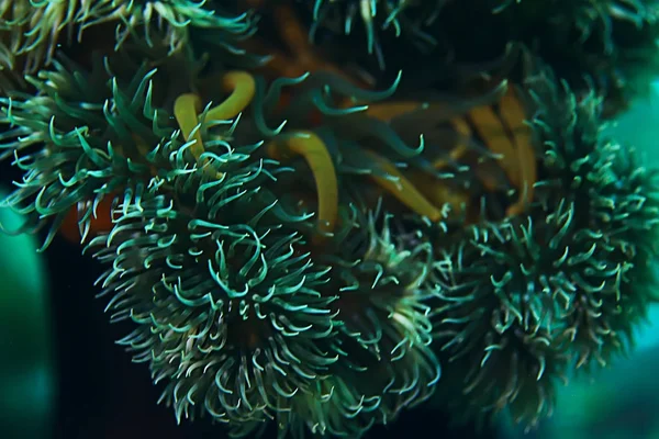 Schöne Seeanemonen — Stockfoto