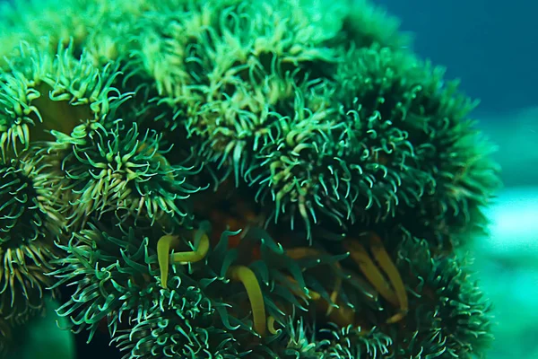 Prachtige zee-anemonen — Stockfoto
