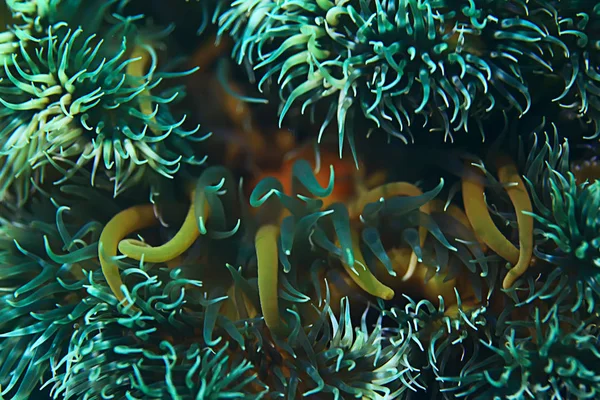 Schöne Seeanemonen — Stockfoto