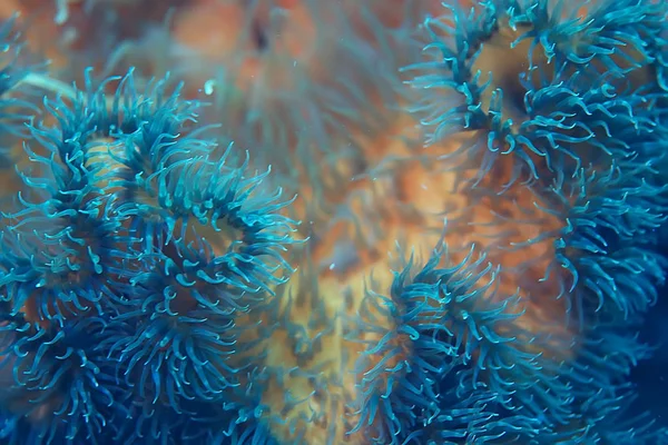 Bellissimi anemoni di mare — Foto Stock