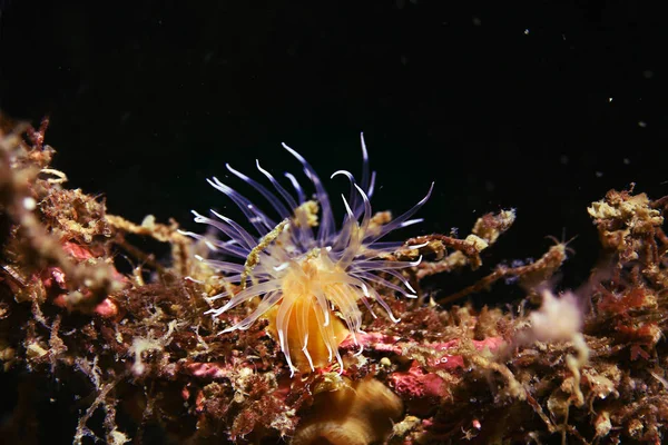 Belas anêmonas do mar — Fotografia de Stock