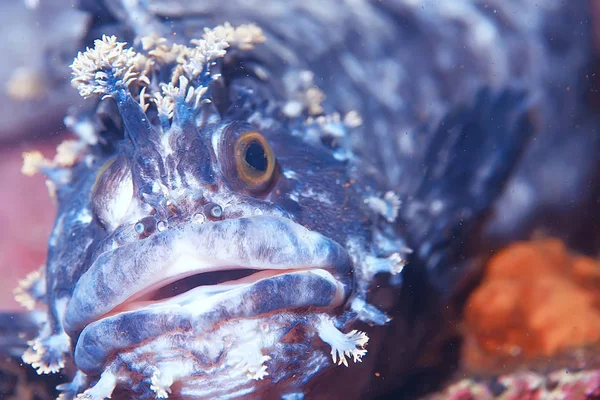 아름다운 바 다 물고기 — 스톡 사진