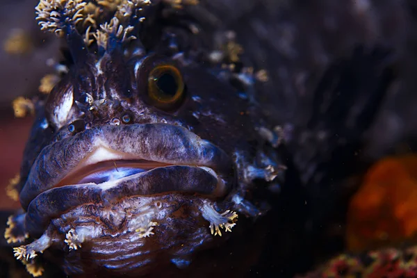 Güzel deniz balığı. 