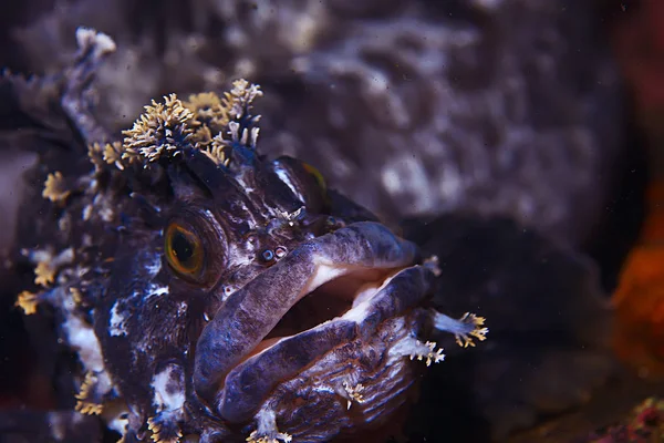 Beautiful sea fish — Stock Photo, Image