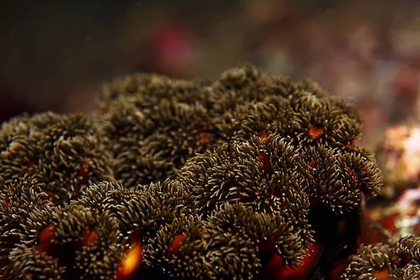 Bellissimi anemoni di mare — Foto Stock