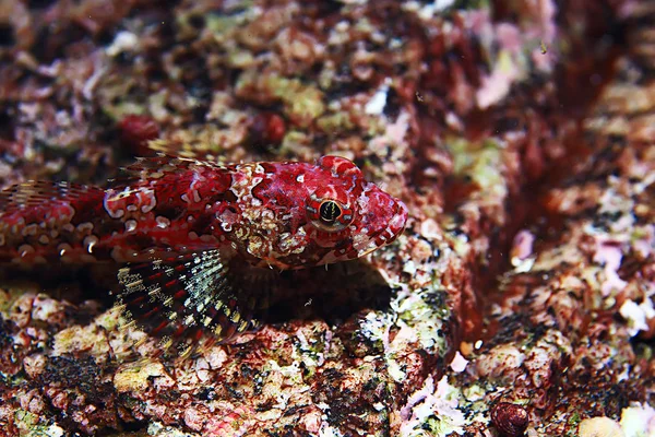 Omurgasızını Deniz Tarağı Deniz Altındaki Sualtı Makro Fotoğraf — Stok fotoğraf