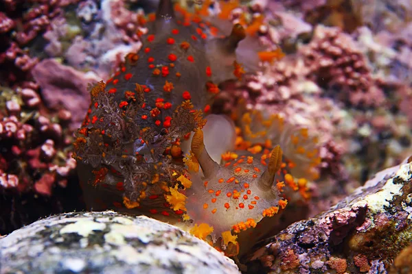 Макро Під Водою Фото Екзотичних Морських Тварин — стокове фото