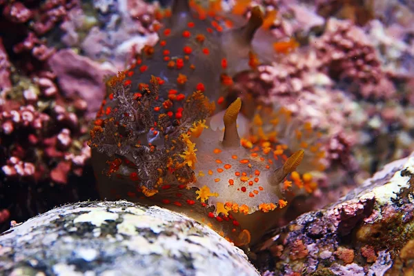 omurgasızını deniz tarağı deniz altındaki sualtı makro fotoğraf