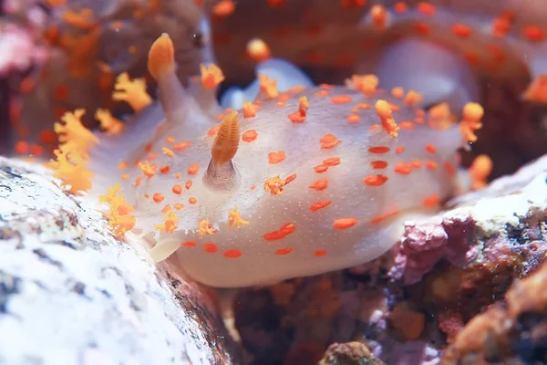 omurgasızını deniz tarağı deniz altındaki sualtı makro fotoğraf