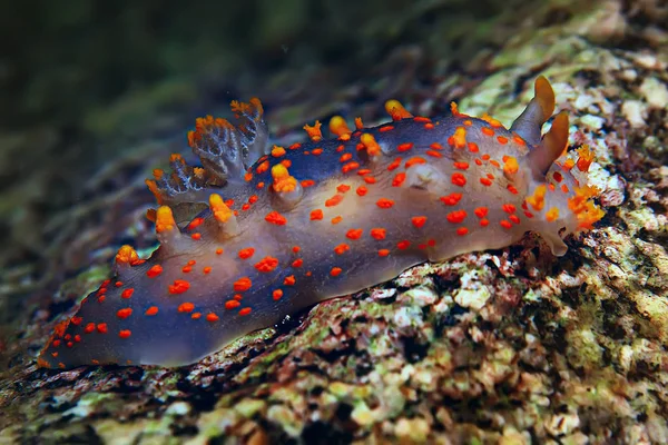 Omurgasızını Deniz Tarağı Deniz Altındaki Sualtı Makro Fotoğraf — Stok fotoğraf