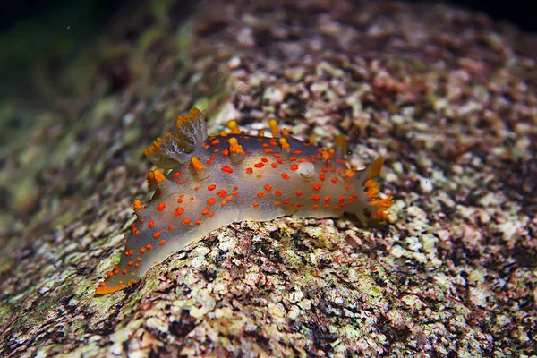 Makro Sualtı Fotoğraf Egzotik Deniz Hayvan — Stok fotoğraf