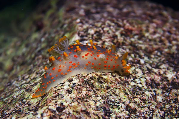 Makro Podvodní Fotografie Exotických Mořských Zvířat — Stock fotografie