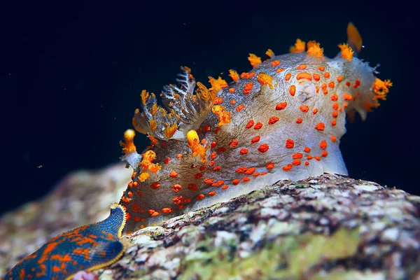 omurgasızını deniz tarağı deniz altındaki sualtı makro fotoğraf