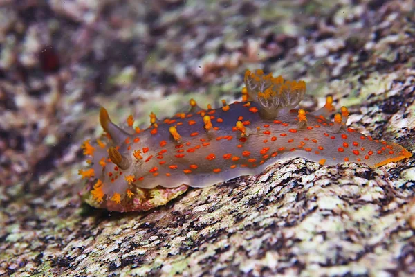 omurgasızını deniz tarağı deniz altındaki sualtı makro fotoğraf