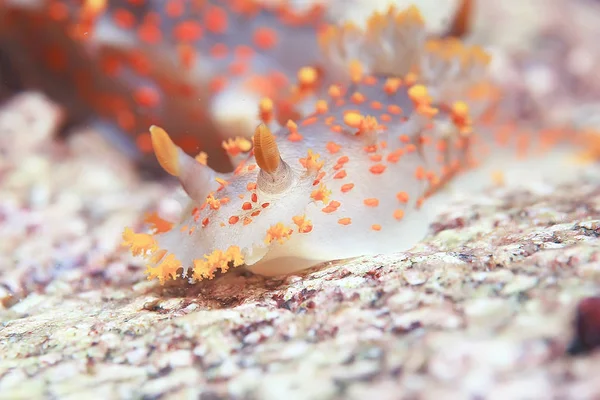 Macro Foto Subacquea Vongole Nudibranchia Sul Fondo Del Mare — Foto Stock