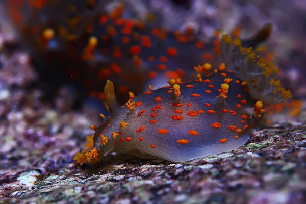 Underwater Macro Photo Nudibranch Clam Sea Bottom — Stock Photo, Image