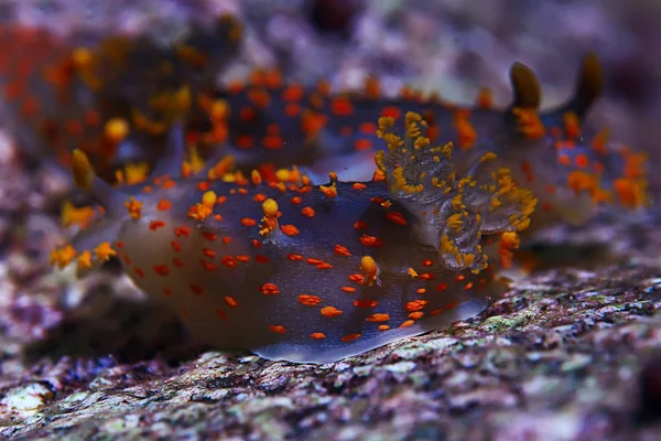 omurgasızını deniz tarağı deniz altındaki sualtı makro fotoğraf