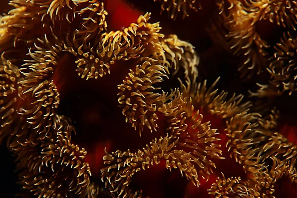 Belas anêmonas do mar — Fotografia de Stock
