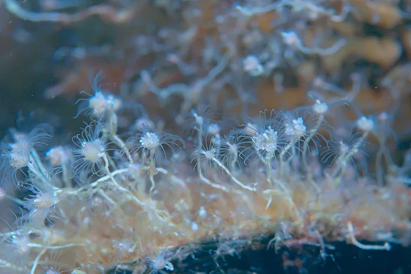 Hermosas anémonas de mar —  Fotos de Stock