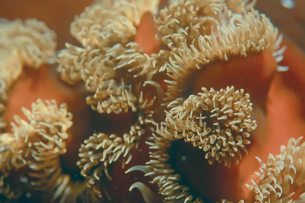 Belas anêmonas do mar — Fotografia de Stock