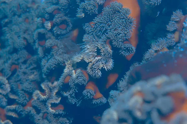 Schöne Seeanemonen — Stockfoto