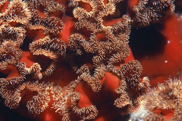 beautiful sea anemones
