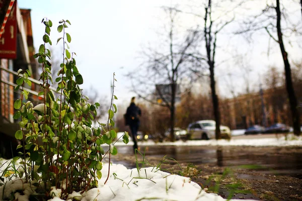 Sent Hösten Med Snö Gatan Grön Stadsväxt Förgrunden — Stockfoto