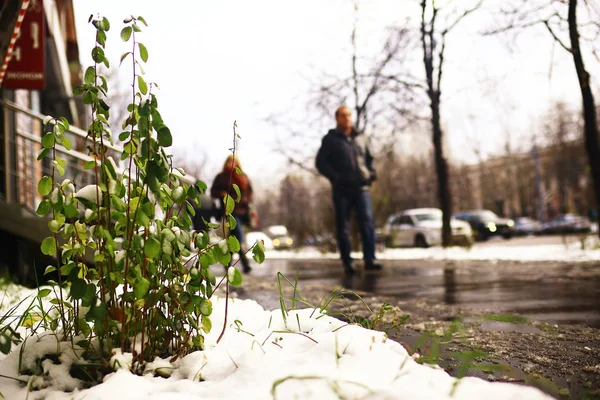 Finales Otoño Con Nieve Calle Ciudad Planta Verde Primer Plano — Foto de Stock