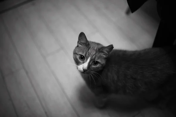 Adorável Gato Fofo Vermelho Casa Preto Branco — Fotografia de Stock