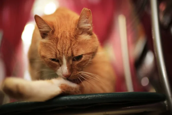 Entzückende Rote Flauschkatze Auf Stuhl Hause — Stockfoto