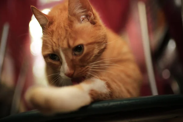 Adorabile Gatto Rosso Soffice Sulla Sedia Casa — Foto Stock