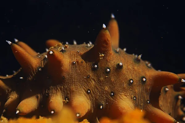 Macro Onderwater Foto Van Exotische Zee Dier — Stockfoto