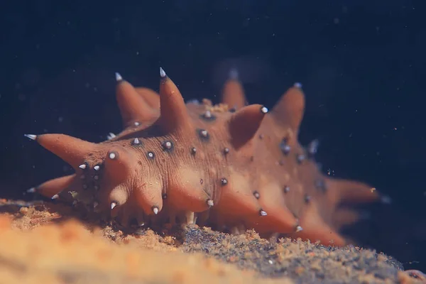 Podwodne Zdjęcia Trepang Mięczak Fauna Dno Oceanu — Zdjęcie stockowe