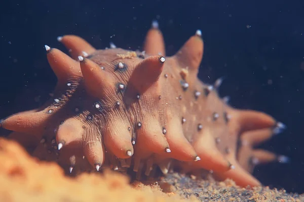 Trepang Molluscum Sualtı Fotoğraf Okyanus Alt Fauna — Stok fotoğraf