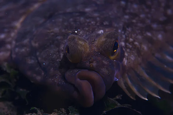 Bellissimo pesce di mare — Foto Stock