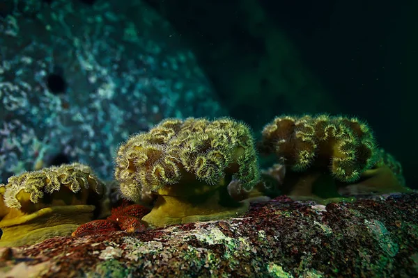 Schöne Seeanemonen — Stockfoto