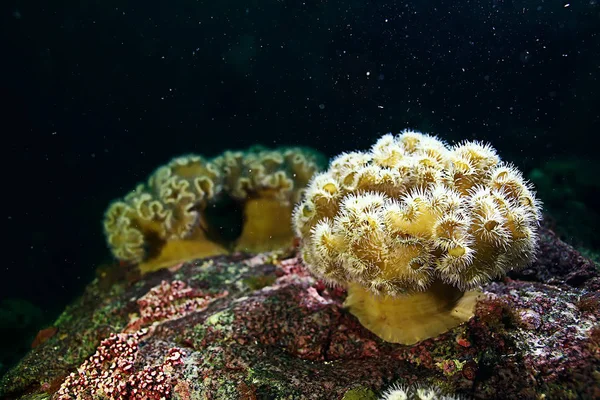 Hermosas anémonas de mar —  Fotos de Stock