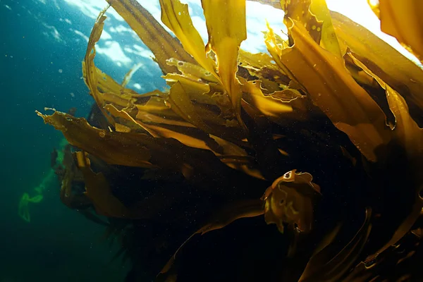 güzel laminaria deniz yosunu