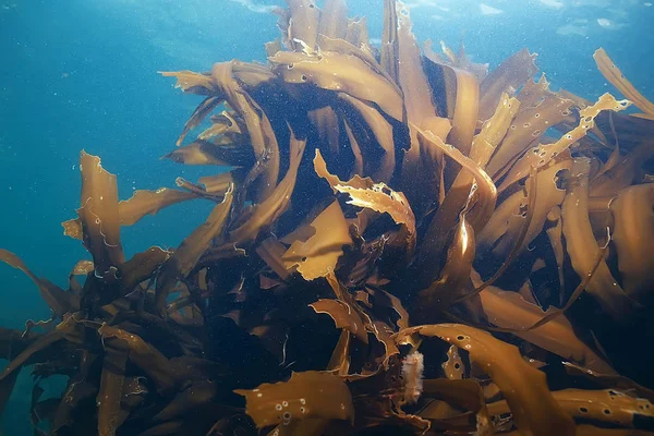 Όμορφη laminaria φύκια — Φωτογραφία Αρχείου