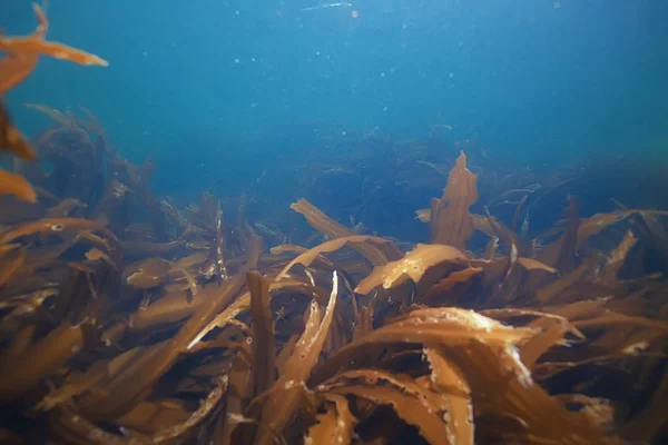 Gyönyörű laminaria alga — Stock Fotó