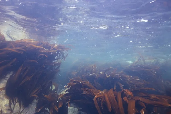 güzel laminaria deniz yosunu