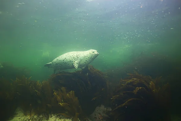 Onderwater Foto Van Schattige Manatee Dier Zee — Stockfoto