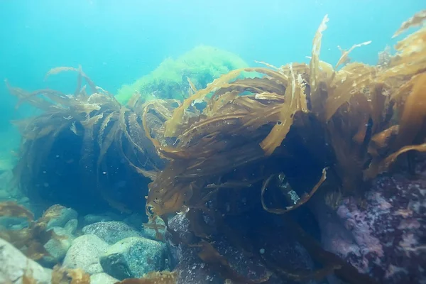 güzel laminaria deniz yosunu