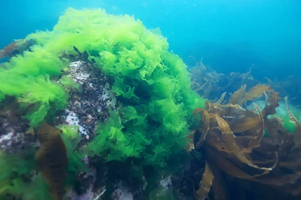 güzel laminaria deniz yosunu