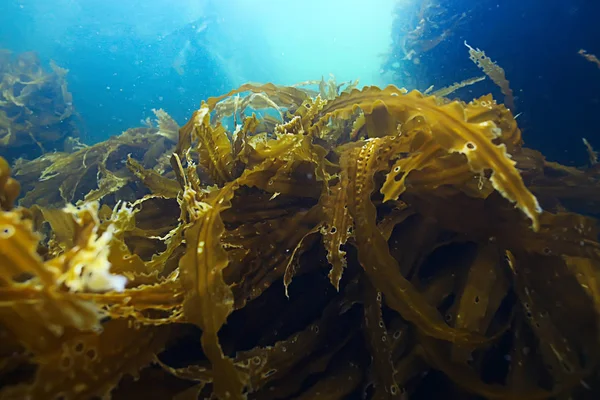 deniz altındaki güzel yosun 