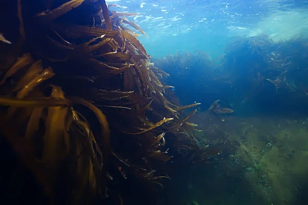 deniz altındaki güzel yosun 