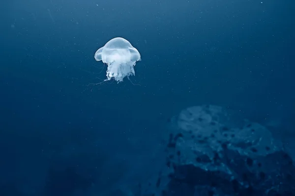 jellyfish in clean sea water