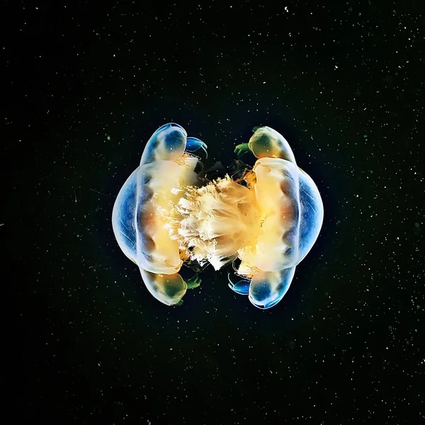 jellyfish in clean sea water