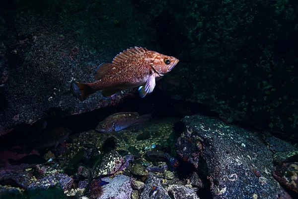 Vacker havsfisk — Stockfoto